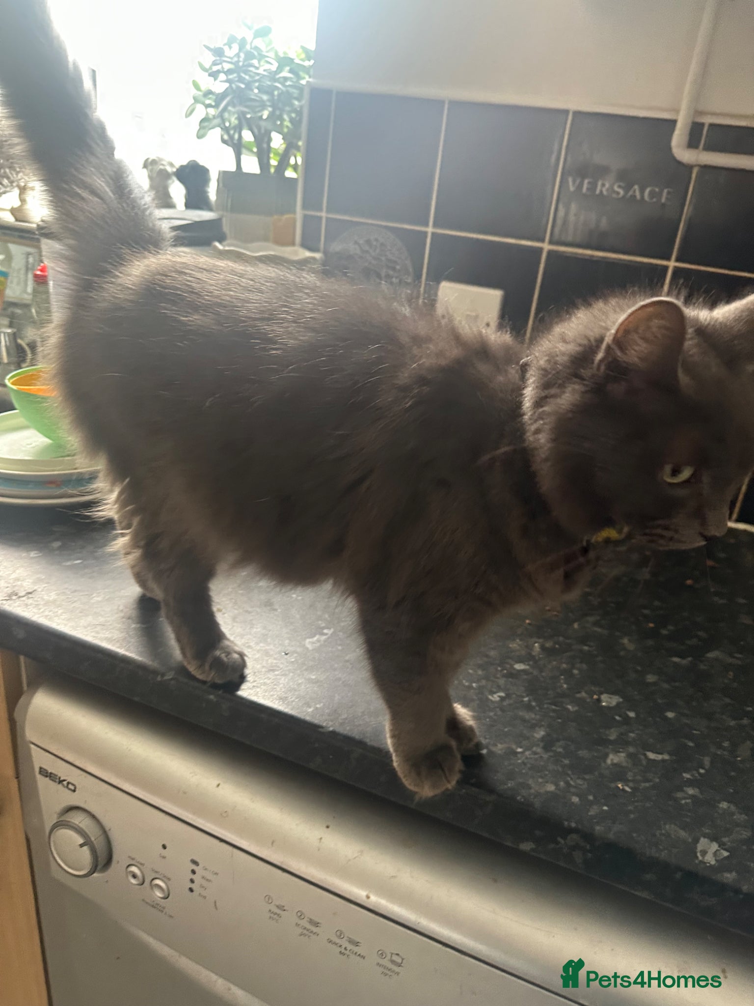 Mixed Breed cats Beautiful half Maine Coon kittens - Advert 5