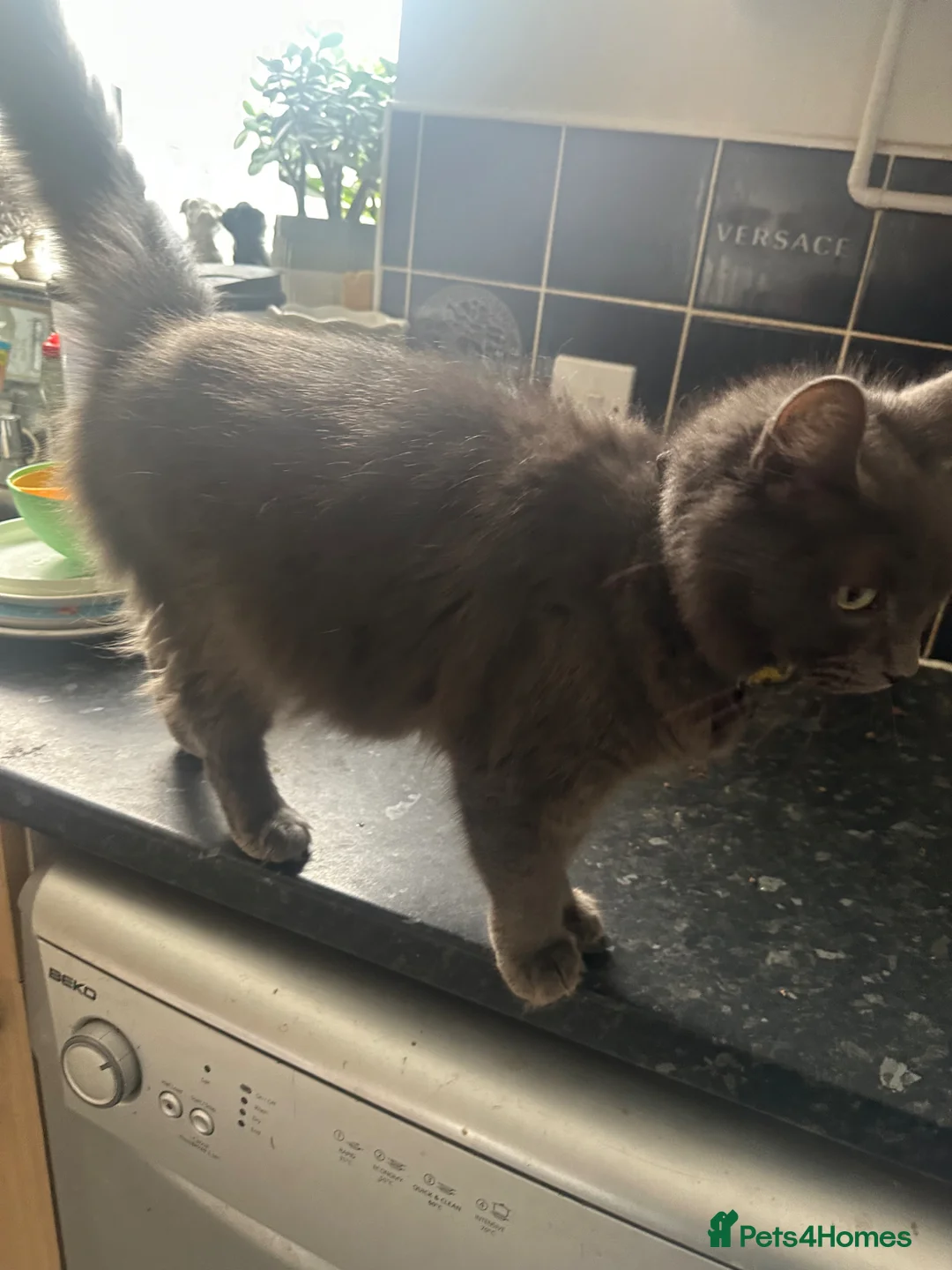 Mixed Breed cats for sale: Beautiful half Maine Coon kittens - Advert 1