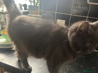 Mixed Breed cats Beautiful half Maine Coon kittens - Advert 5