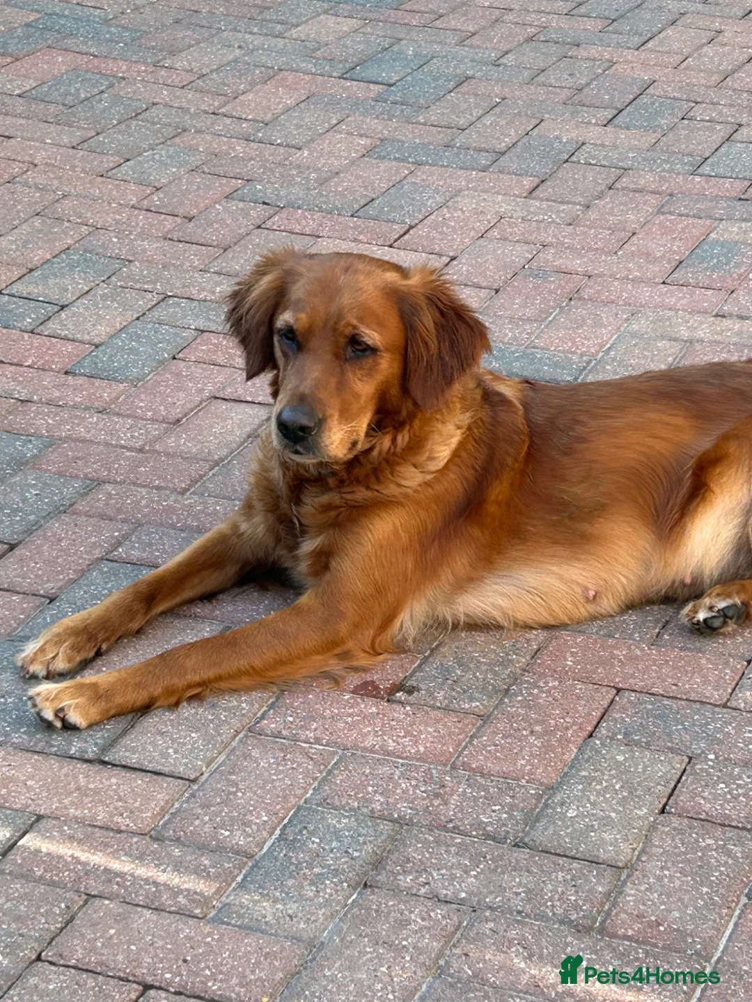 Golden Retriever dogs for sale:  Beautiful red golden retrievers 2 girls  2 boys - Advert 32