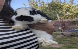 Mini Lop rabbits for sale: Monty and Muffin  - Image 12