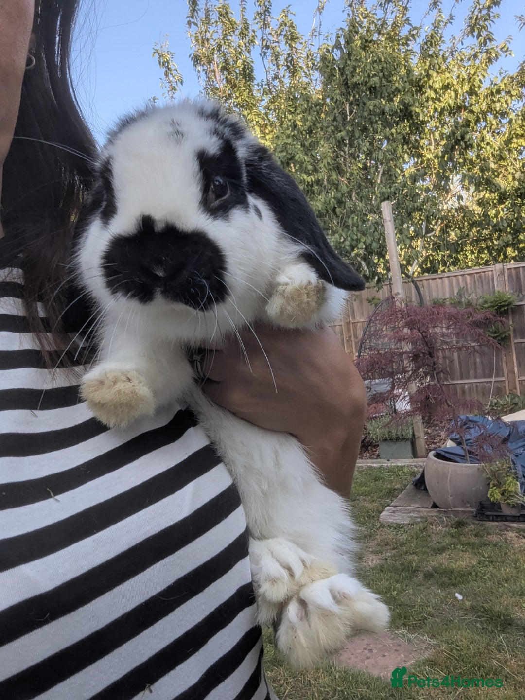 Mini Lop rabbits for sale: Monty and Muffin  - Image 12