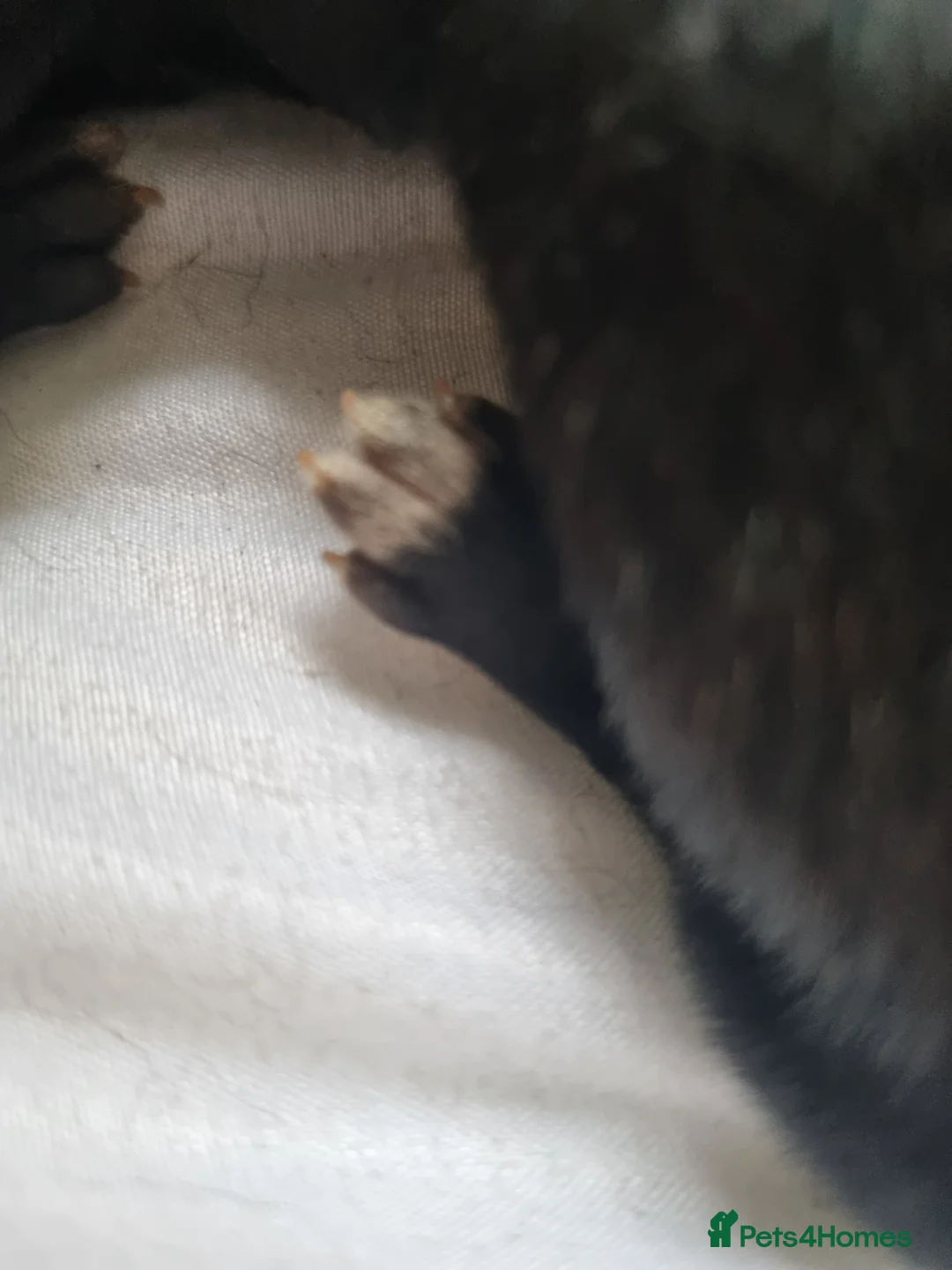 Belgian Shepherd Dog dogs for sale: Working Line Mali Pups. 6 males 1 female. all left - Advert 2