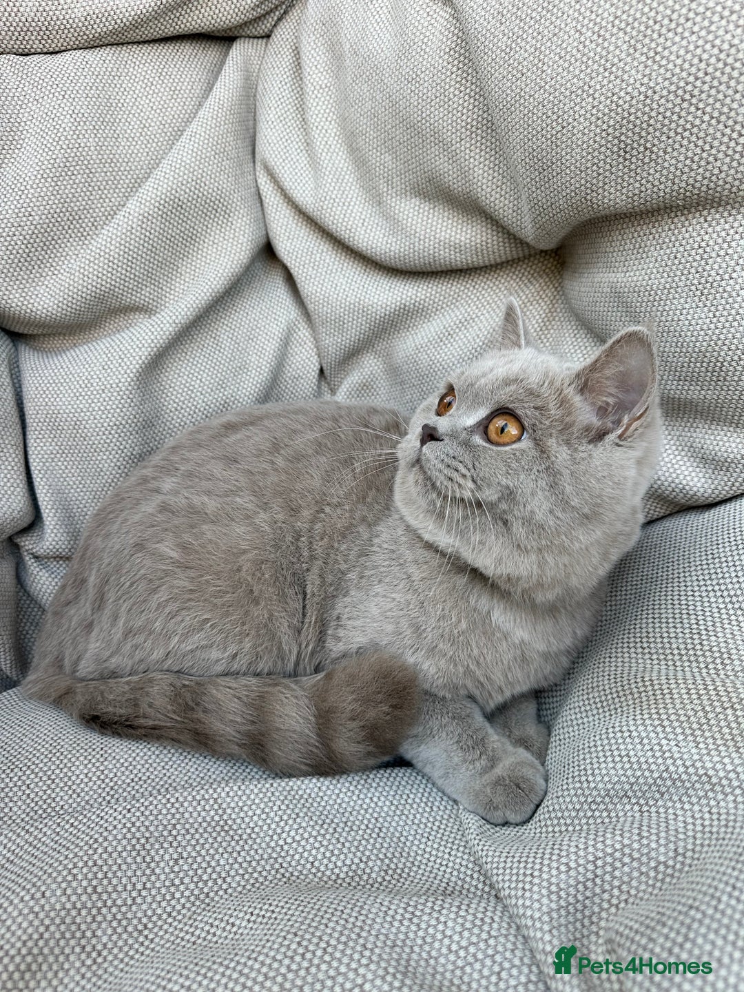 British Shorthair cats for sale: Ready British Shorthair Chunky Kittens - Advert 9