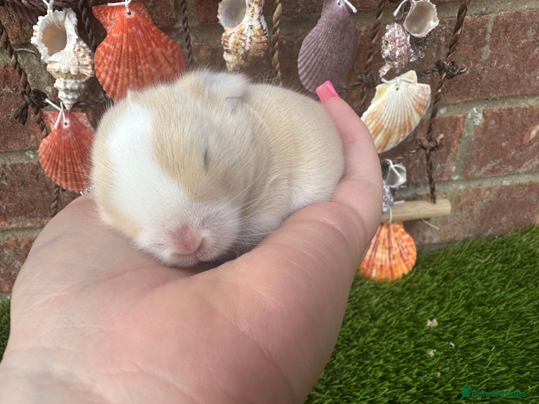 Mini Lop rabbits for sale: Stunning mini lops - Image 14