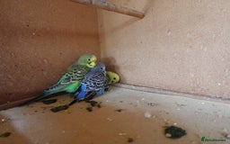 Budgerigars birds for sale: Baby Budgies For sale Greens/ Blues/Pied - Image 7