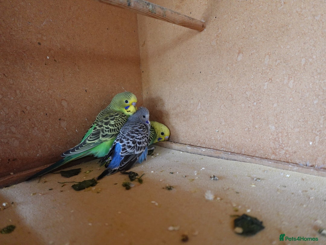 Budgerigars birds for sale: Baby Budgies For sale Greens/ Blues/Pied - Image 7