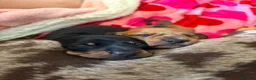 Miniature Dachshund dogs for sale: 2 x miniature dachshunds  in Colchester - Advert 10