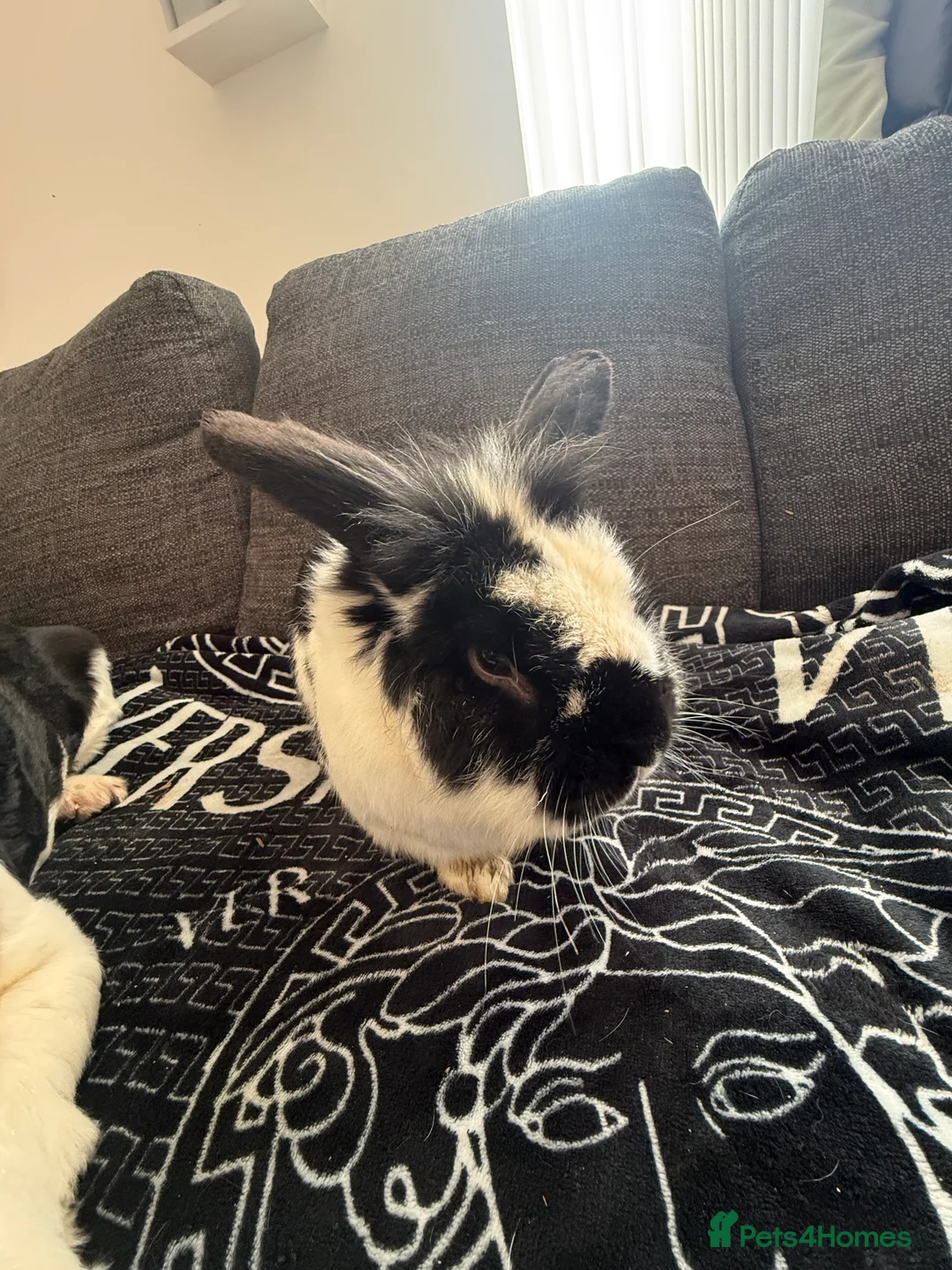 Mixed Breed rabbits for sale: 3 male Rabbits 💙 - Advert 7
