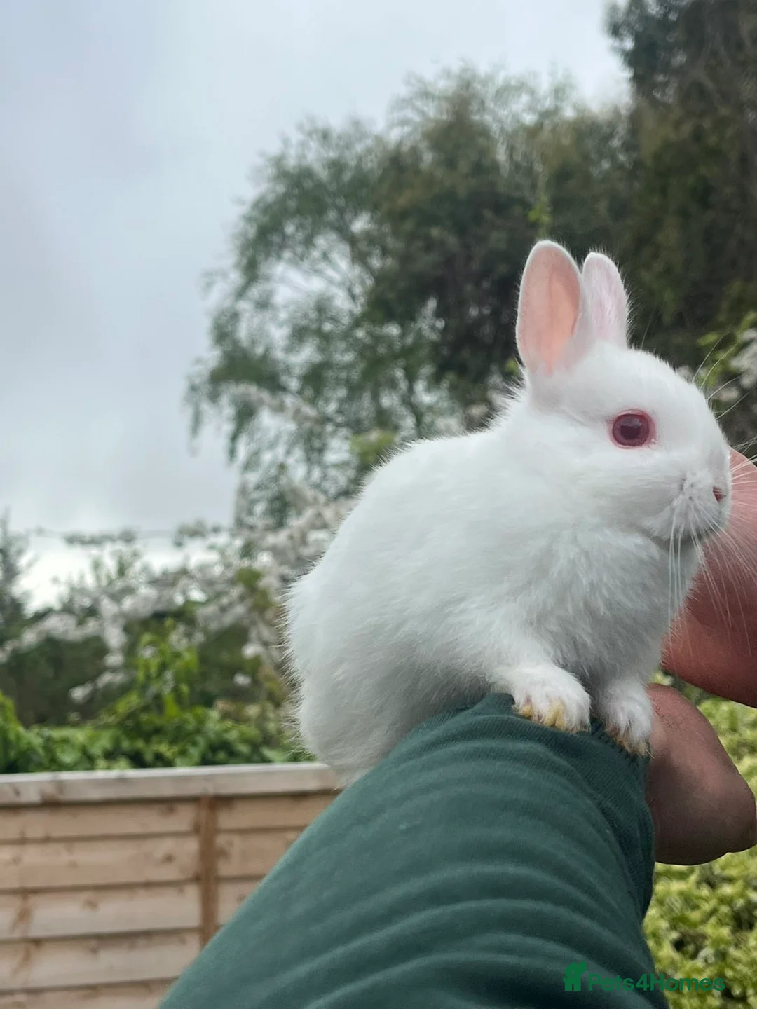 Netherland Dwarf rabbits for sale: Adorable Baby Netherland Dwarf Rabbits - Advert 1