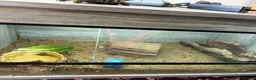 Tortoise reptiles for sale: Hermanns Tortoise with Vivarium - Advert 7