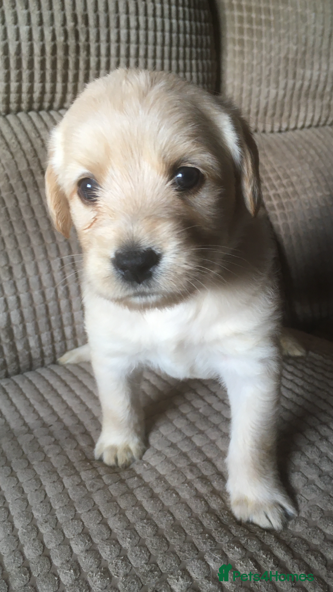 Labradoodle dogs for sale: Labradoodle puppies for sale £600-£750 - Image 15