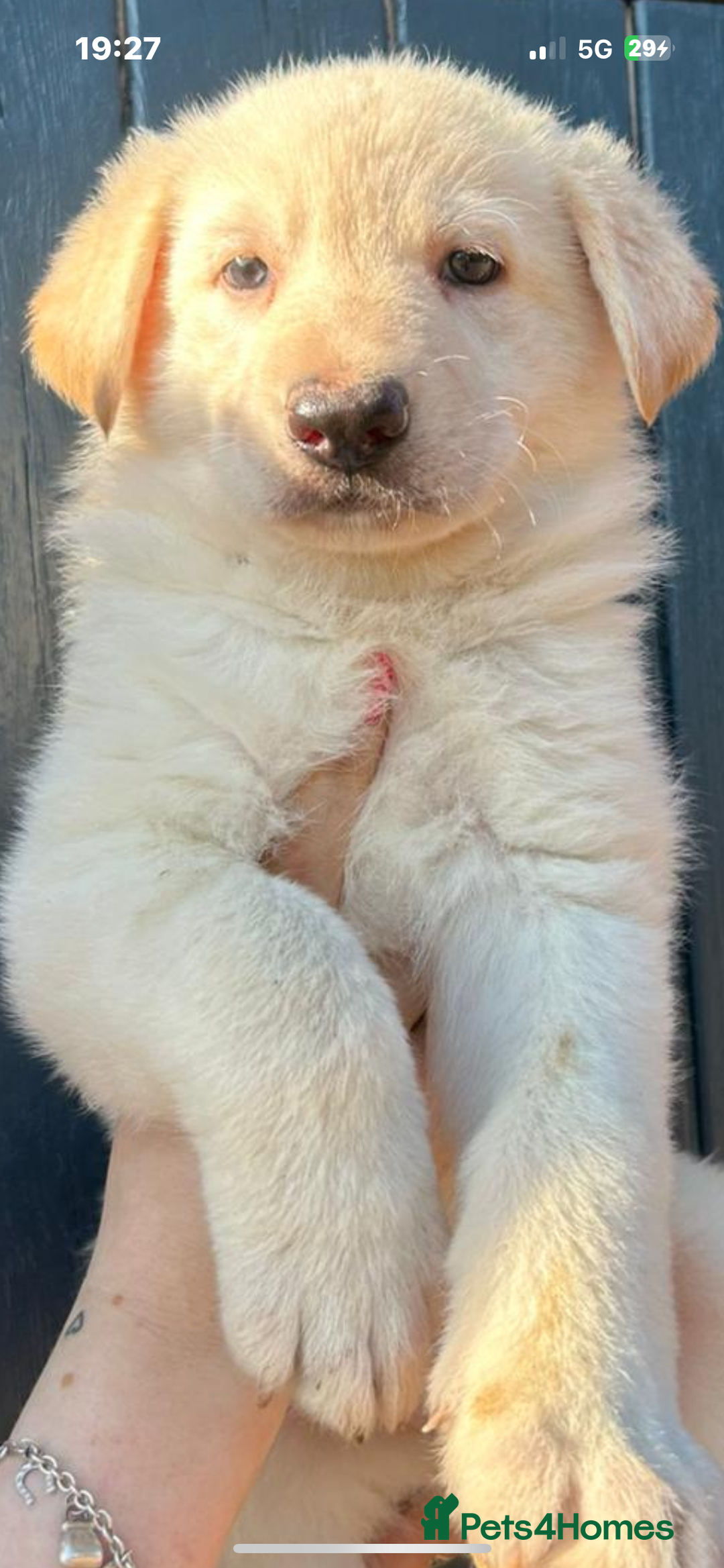 German Shepherd dogs for sale: German Shepherds by Shawhhead Shepherds  - Image 23