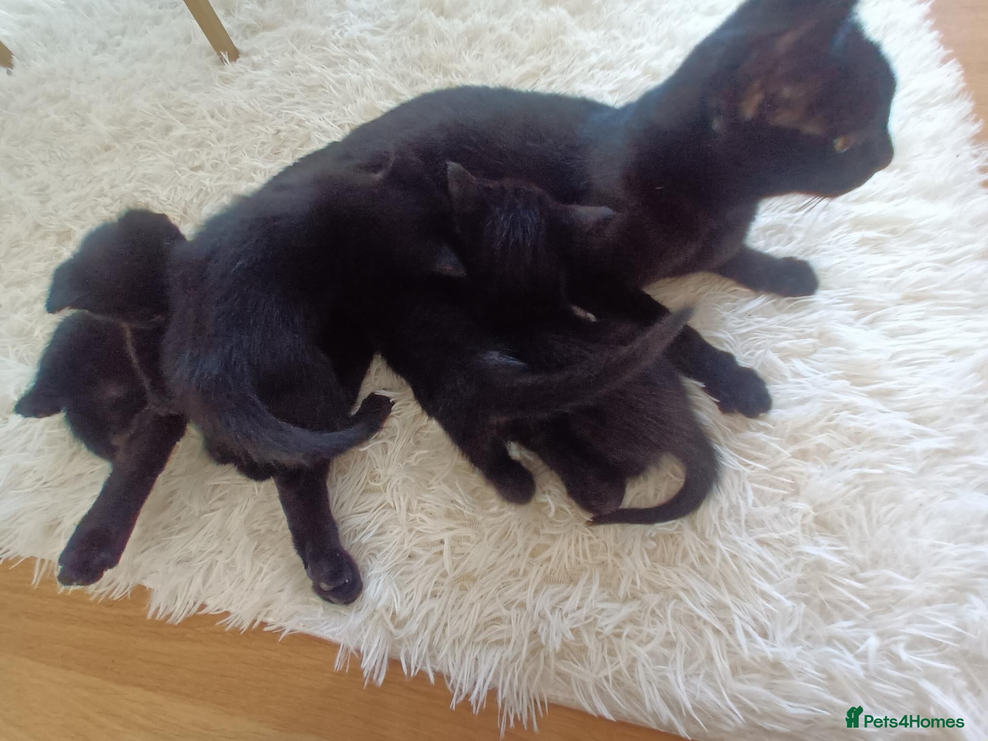 Mixed Breed cats 6 little kittens are looking for a home  - Advert 4