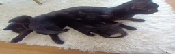 Mixed Breed cats for sale: 6 little kittens are looking for a home  - Advert 1