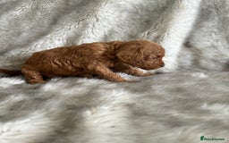 Toy Poodle dogs for sale: Kc deep red toy poodles  - Image 10