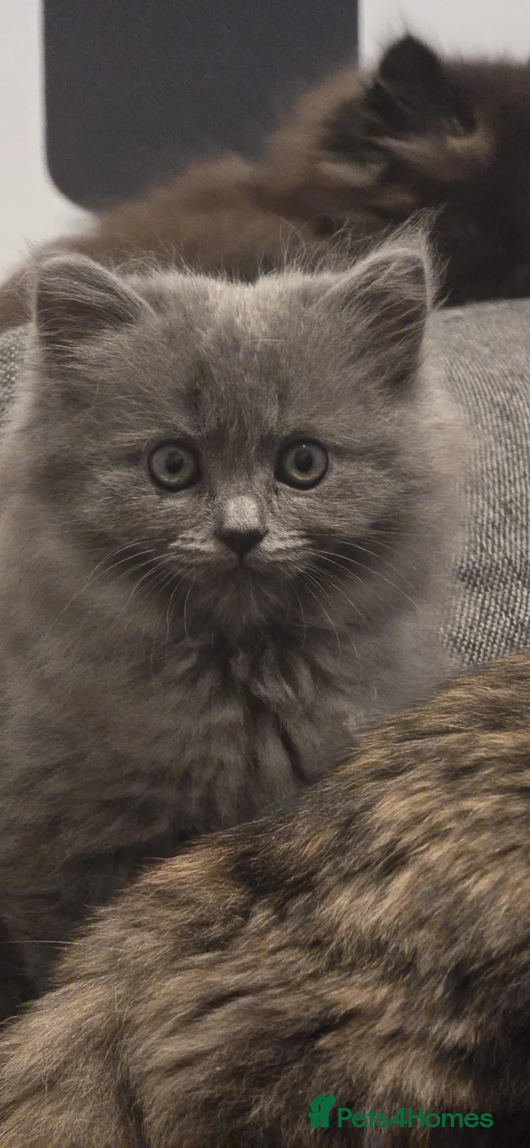 Ragdoll cats for sale: Ragdoll x Siberian mix - Advert 6