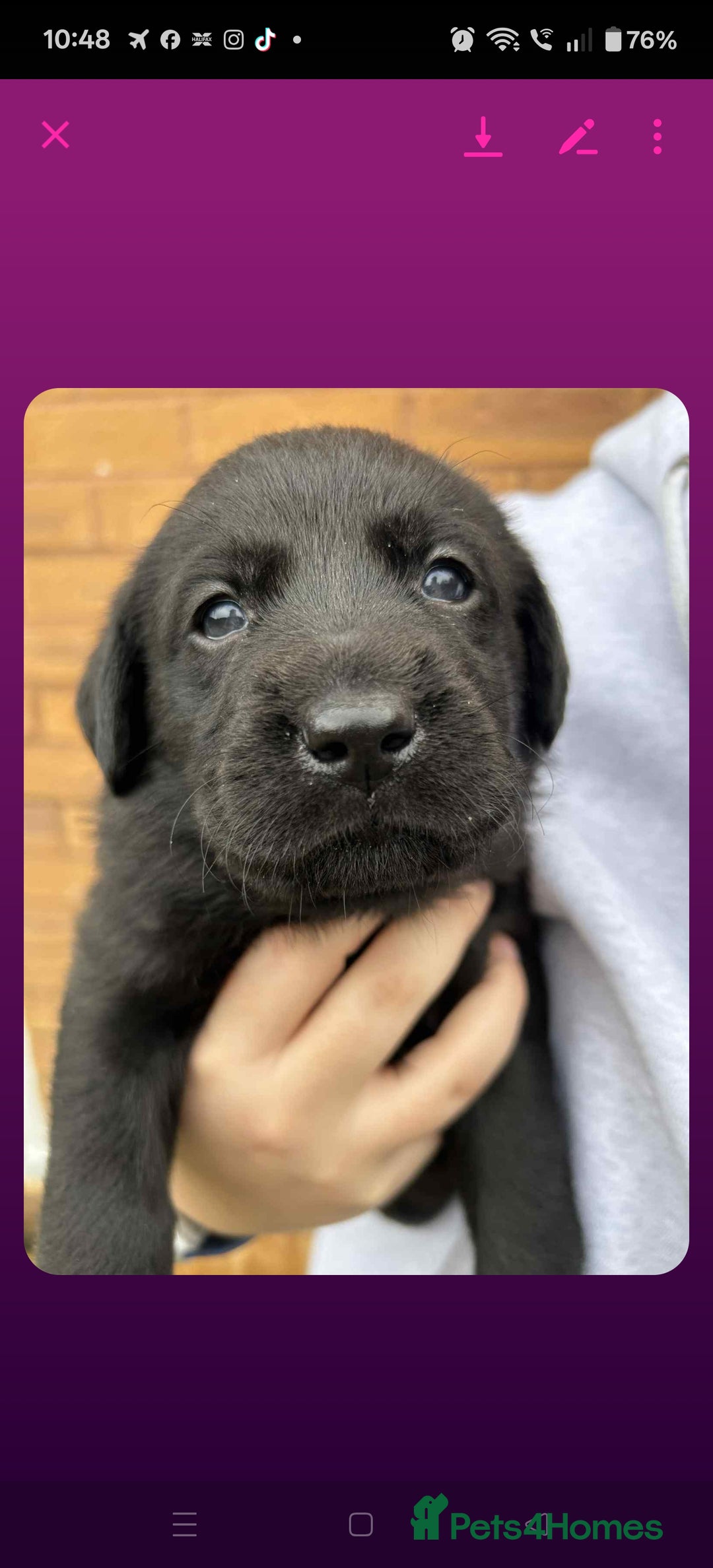 Labrador Retriever dogs for sale: Labrador 4 black males  - Advert 1