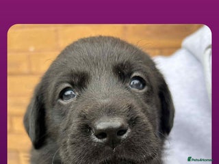 Labrador Retriever dogs Labrador 4 black males - Advert 1