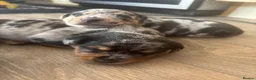Jack Russell dogs for sale: 2 Merle Jack Russell Girls  - Advert 15