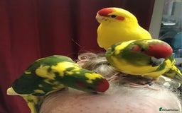 Parakeets birds for sale: Kakariki's x4 handreared kakariki's  - Image 27