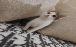 Mixed Breed cats for sale: 2 beautiful boy kittens - Image 6