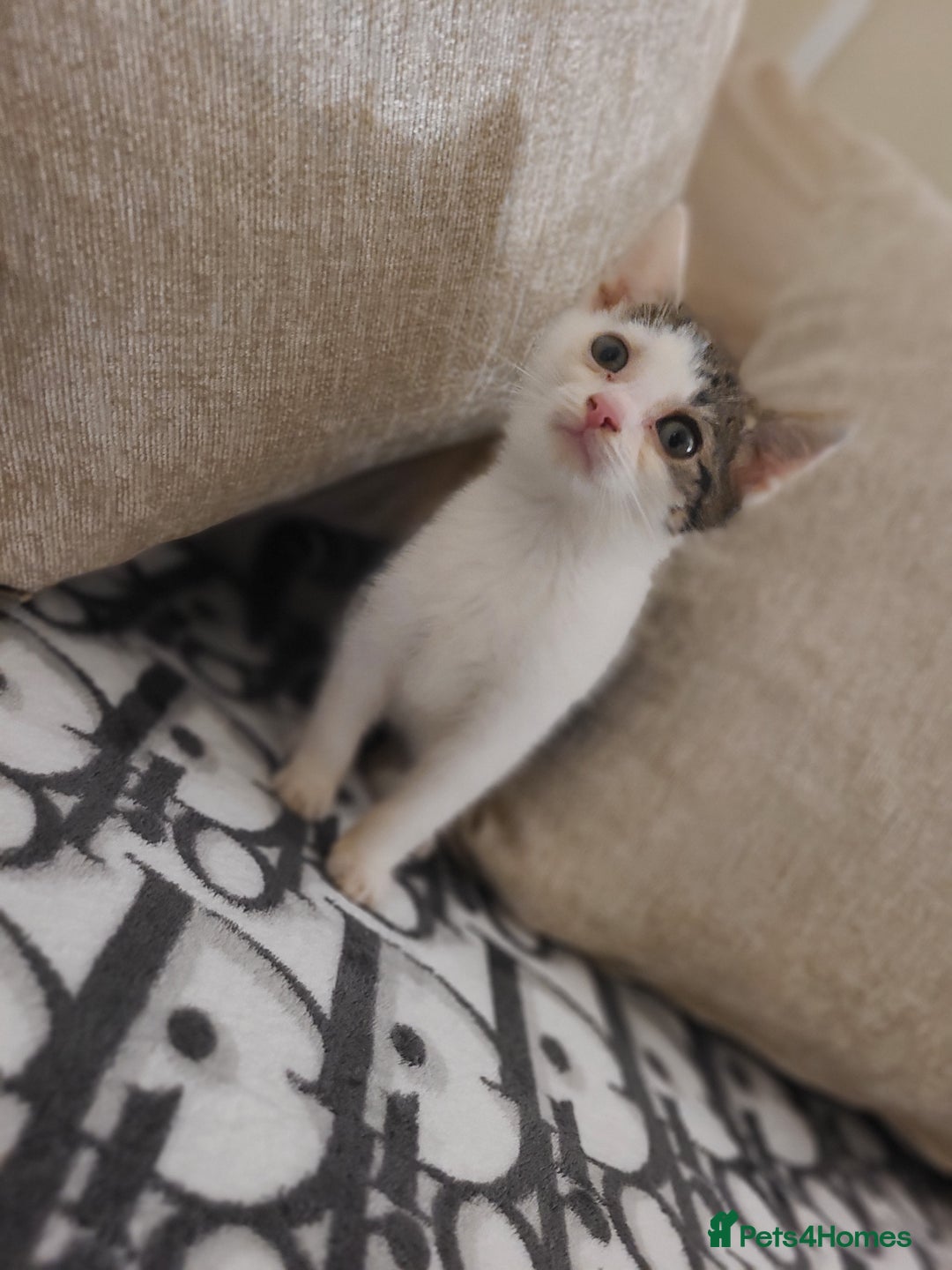 Mixed Breed cats for sale: 2 beautiful boy kittens - Image 6