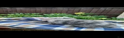 Mini Lop rabbits for sale: Mini lop baby rabbits  - Advert 2