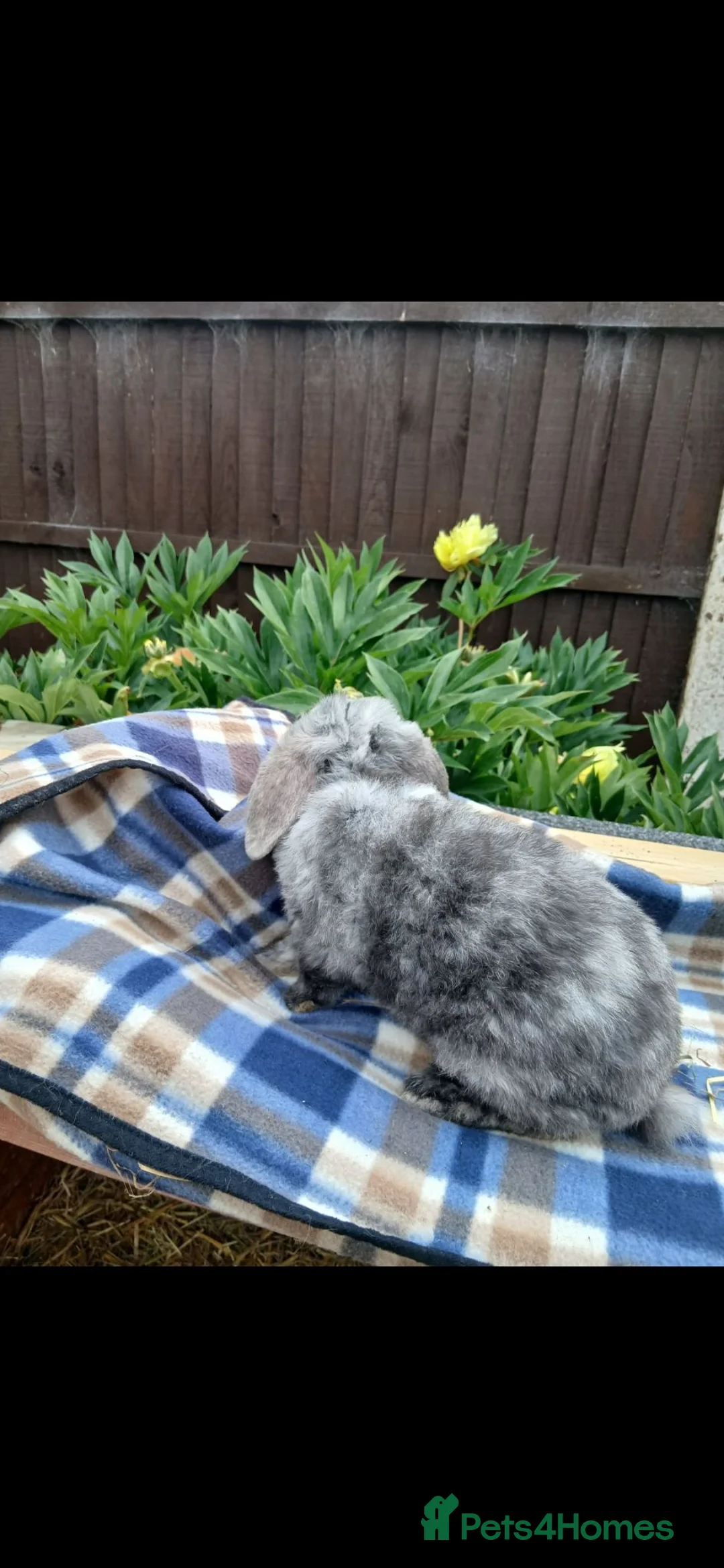 Mini Lop rabbits for sale: Mini lop baby rabbits  - Advert 2