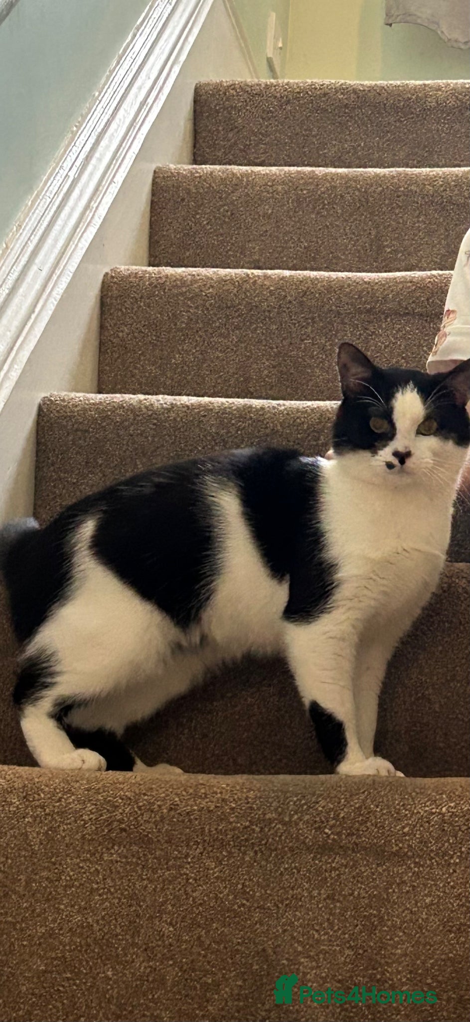 Mixed Breed cats Young male cat  - Advert 4