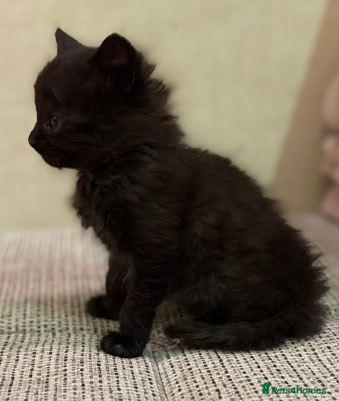 British Shorthair cats for sale: British Shorthair Kittens. - Advert 16