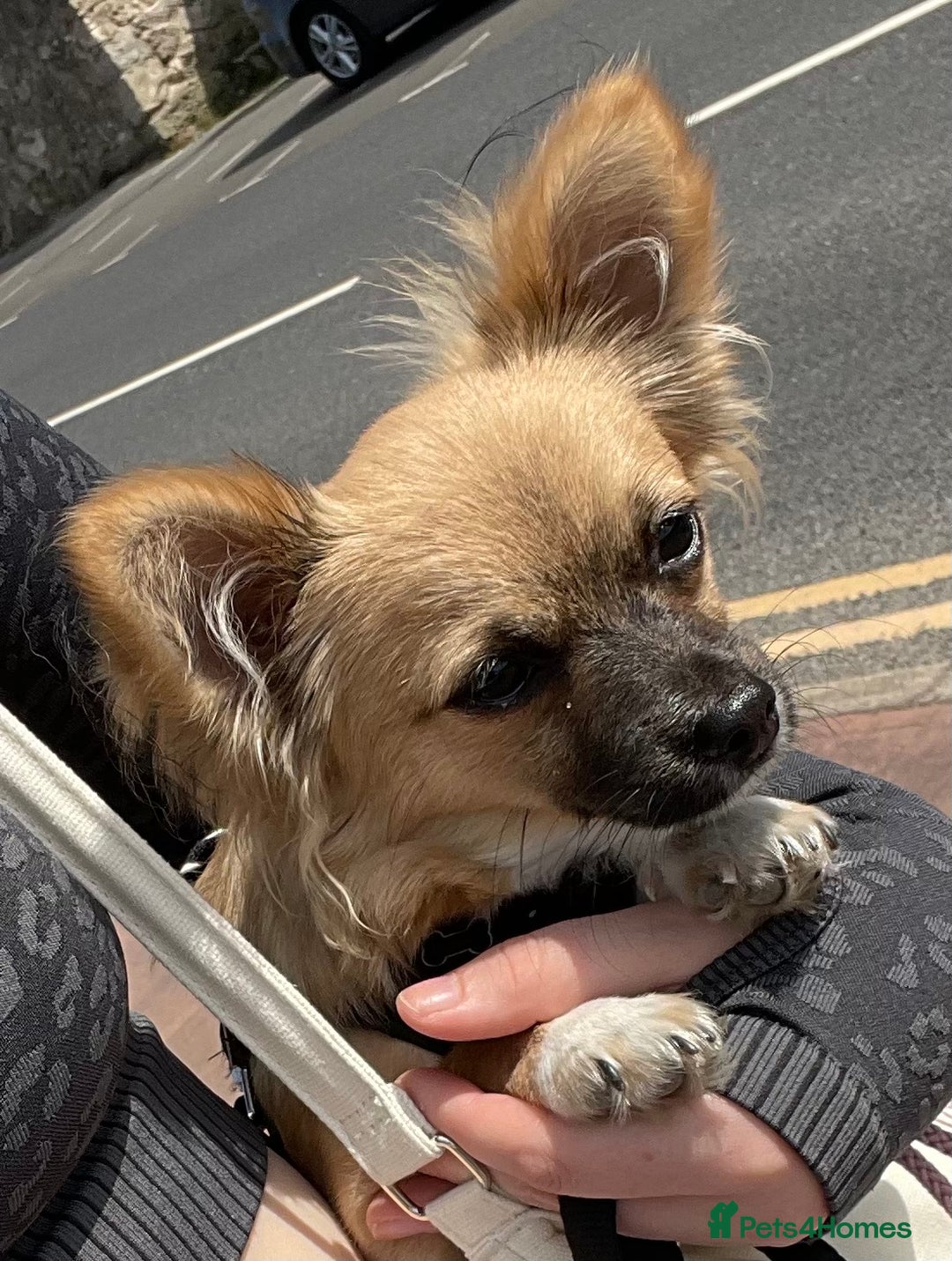 Chorkie dogs for sale: Max - Chorkie - Advert 5