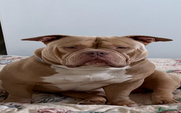 Mixed Breed dogs for sale: Stunning English bulldog mix pocket bully  - Image 8