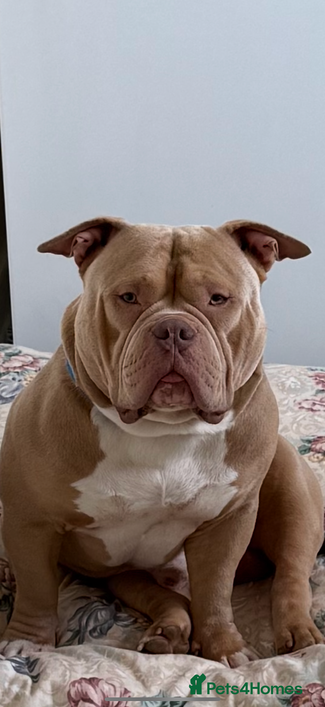 Mixed Breed dogs for sale: Stunning English bulldog mix pocket bully  - Image 8