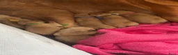 Labrador Retriever dogs for sale: Beautiful KC Labrador Puppies - Advert 3