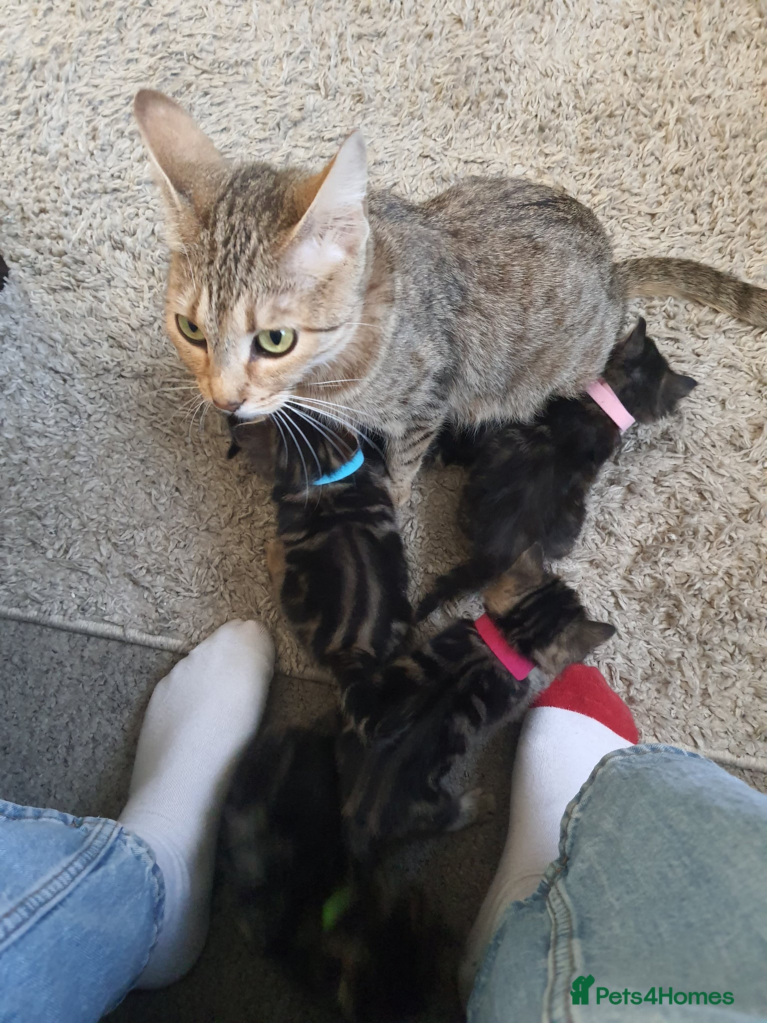 Mixed Breed cats Fluffy Savannah cross kittens!! - Advert 3