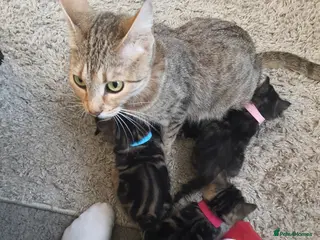 Mixed Breed cats Fluffy Savannah cross kittens!! - Advert 3