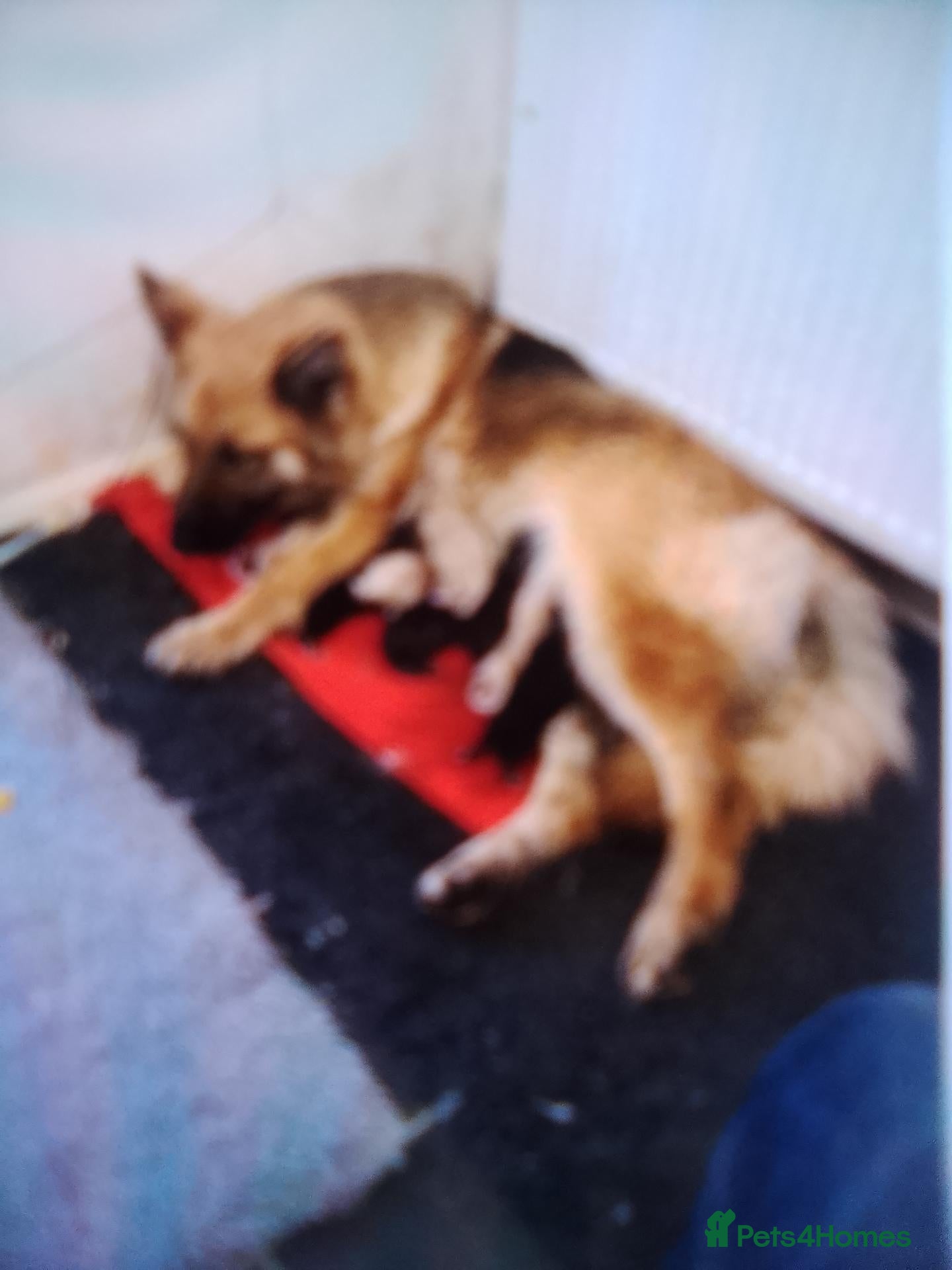 German Shepherd dogs German shepherd puppies  - Advert 2