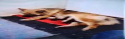 German Shepherd dogs for sale: German shepherd puppies  in Wisbech - Advert 2