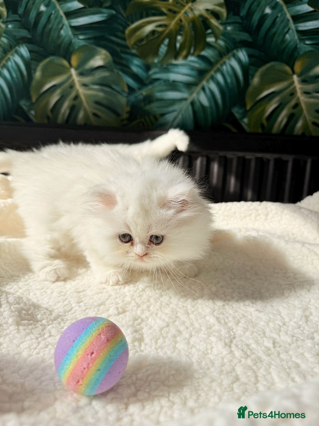 Persian cats for sale: Persian kitten for sale - Image 4