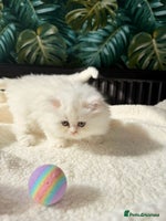 Persian cats - Advert 2