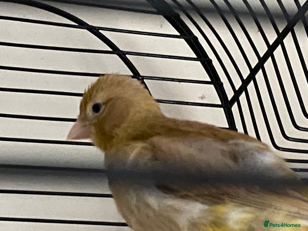 Canaries birds for sale: 5 canaries  - Image 10