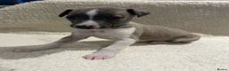 Whippet dogs for sale: Only 3 boys Quality pedigree whippet puppies left  - Advert 25