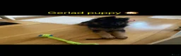 German Shepherd dogs for stud: Stunning GSD KC Reg, Health tested Stud in Coalville - Advert 11