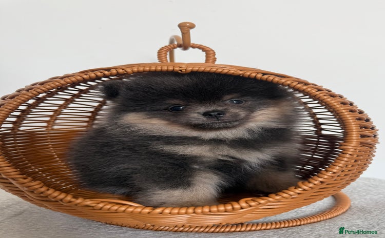 Pomeranian dogs - Advert 2