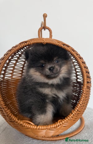 Pomeranian dogs - Advert 1