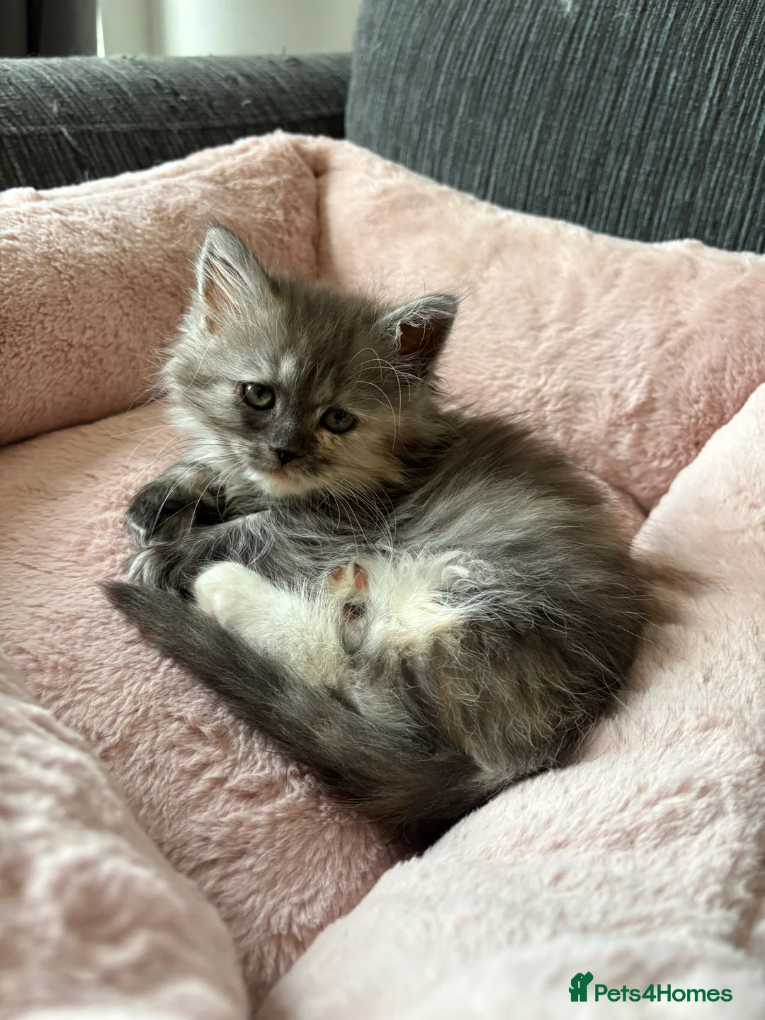 Munchkin cats for sale: Persian Munchkin kittens  - Advert 24