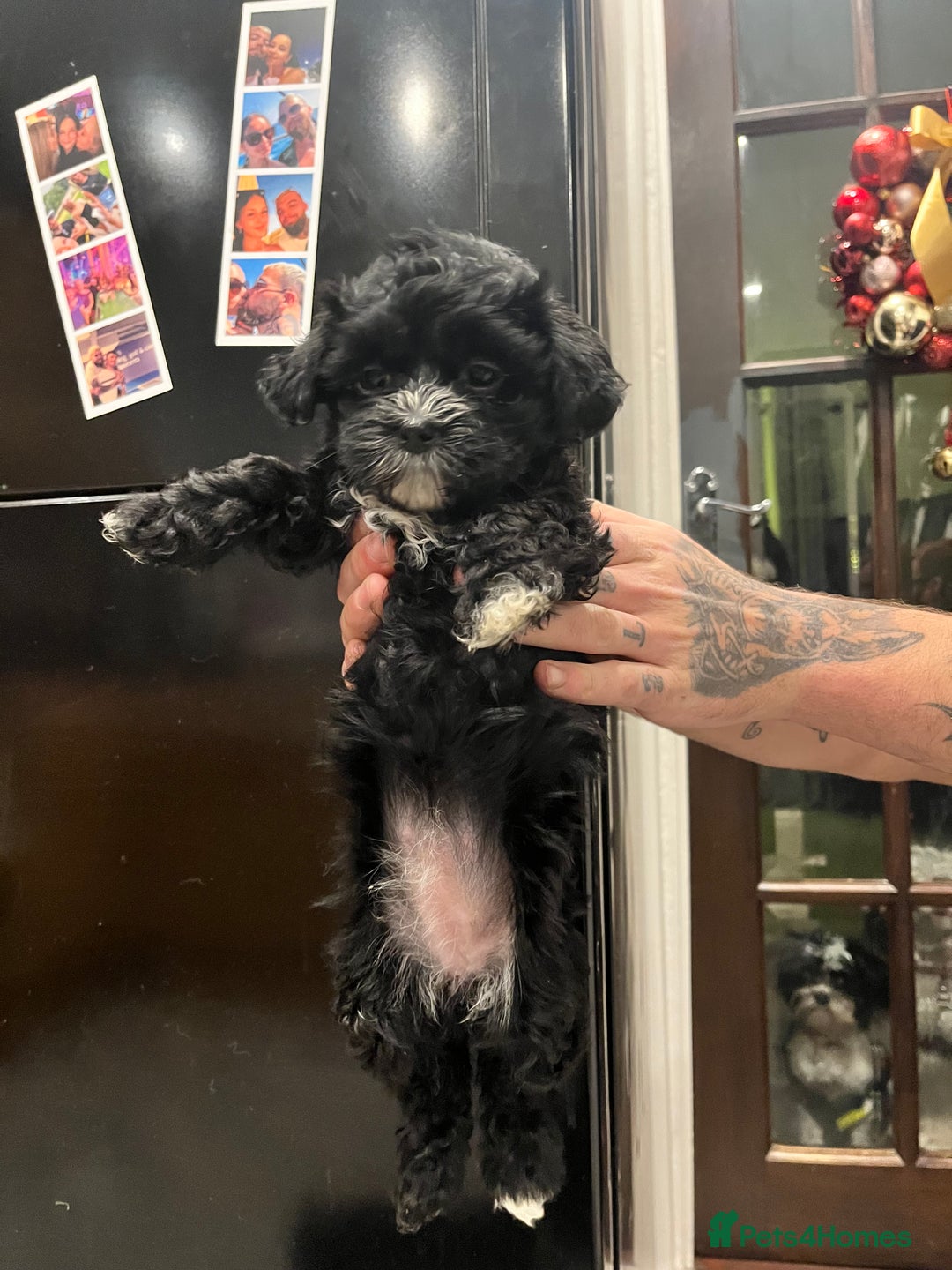 Mixed Breed dogs for sale: Maltese cross Chinese crested puppies for sale - Advert 15