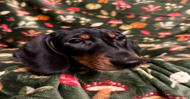 Miniature Dachshund dogs - Advert 4