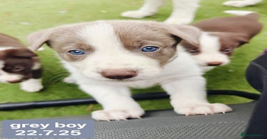 Border Collie dogs - Advert 14